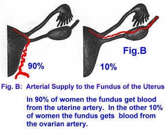 Ovarian Blood Supply